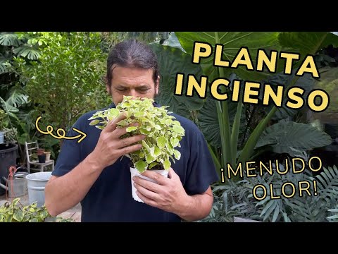 PLANTA INCIENSO (Plectranthus coleoides) ¡Su olor os cautivará! - Jardinatis
