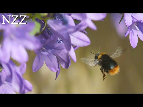 Von Insekten und Landwirten: Ideen für die Artenvielfalt | Ausschnitt aus einer Doku von NZZ Format