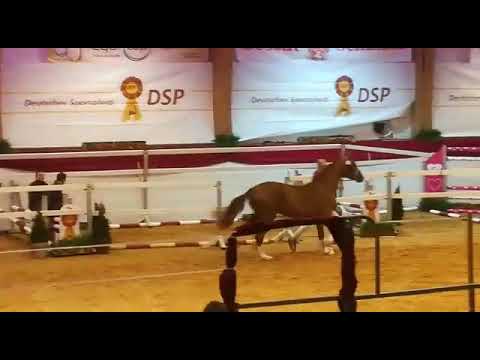 Hengsttage München 2019 Nr 71 Le Vivaldi x Fürst Heinrich