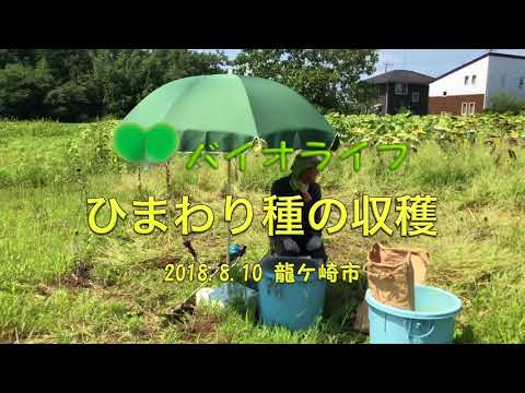 ヒマワリの種の収穫: これが仕組みです 植物