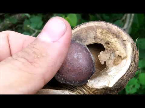 Habilla, San Ignacio bean, habila, habillo, buckle, catahua, ochoó, jabilla, 𝙃𝙪𝙧𝙖 𝙥𝙤𝙡𝙮𝙖𝙣𝙙𝙧𝙖.