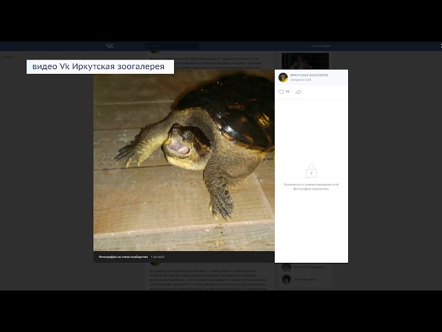 Отдам черепаху за долги