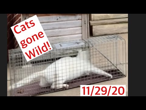 Cats going nuts in trap Trapping feral cats TNR Trap Neuter Return HIghlights