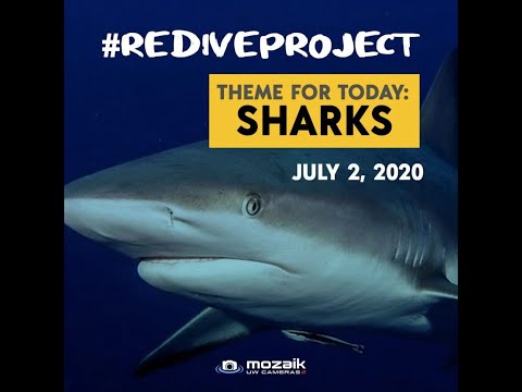 Tips for Shooting Sharks Underwater