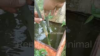 Download lagu Cara menanam bambu dengan mudah #shorts mp3