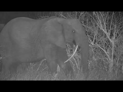 Djuma: Fang and her Elephant herd comes to drink - 21:12 - 10/05/19