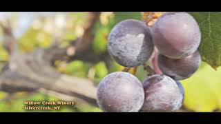 Willow Creek Winery, Silver Creek, NY
