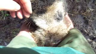 Jimmy likes to lick my legs and talk to me.  MAH01334 Taken 8 July 2016