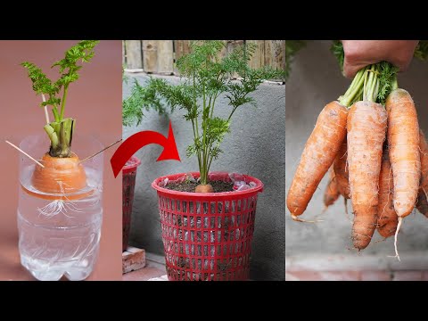 , title : 'Growing Carrots From Discarded Stems Super Fast, Efficient, High Yield'