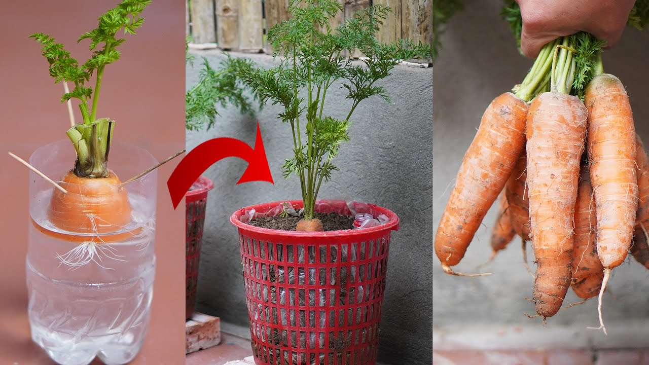Growing Carrots From Discarded Stems Super Fast, Efficient, High Yield