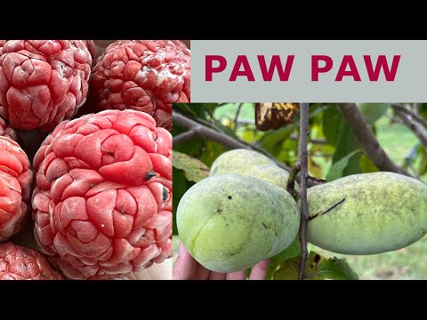 England's Orchard | Paw Paw, Che Fruit, Jujube Nursery Farm Tour