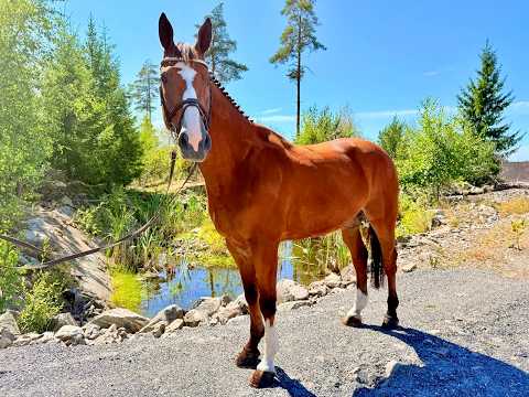 Randy LBM (AGANIX DU SEIGNEUR x KASHMIR VAN SCHUTTERSHOF) - Video 4 video thumbnail
