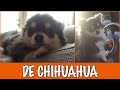 IK WIL EEN CHIHUAHUA | DierenpraatTV