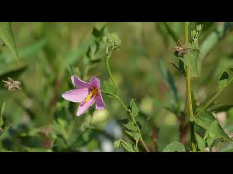 Rock Rose - 60 Second Plant Profiles