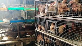 سوق الحمام والطيور بدمشق