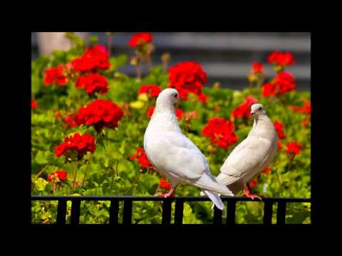 No Hay Mal Qu Por bien No Venga - José Feliciano