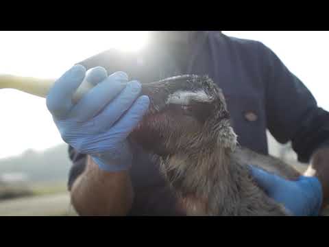 Cypress Grove: The Dairy