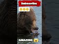 Youtube Bear Shorts Shortvideo Viral Trending Short Asmr Orient Pearl