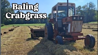 Free Crabgrass Crop: 1086 International baling with a 268 NH baler
