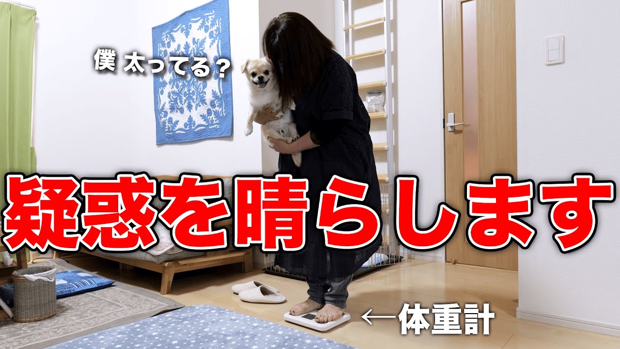 ここ最近 愛犬のチワワが太ったと言われるので疑惑を晴らします！！【チワワのシナモン】