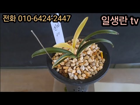 883. 특급 신라 등 6개 분양