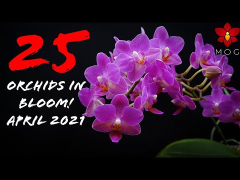 Orchids in Bloom - April 2021 | Which is your favorite? 🤔
