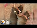 Blind Pitties Won T Leave Each Other S Sides The Dodo Pittie Nation