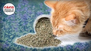 What is catnip, really? — Speaking of Chemistry