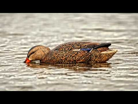 Avian X Toplight Mallards Product Profile