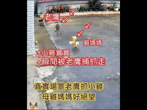 真實記錄老鷹抓小雞母雞媽媽好絕望沒能救回小雞寶寶欲飛不能飛高
