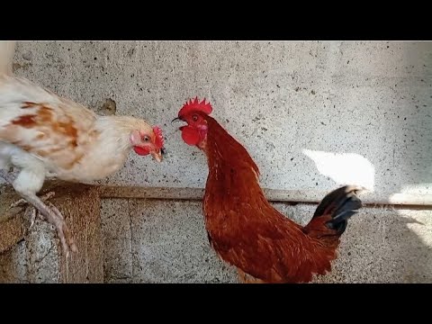 funny rooster crowing compilation 🐓 #birds #chicken #rooster 
