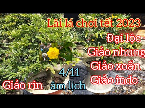 27/11/2022 chia sẽ lãi lá mai vàng chơi tết 2023 đại lộc giảo nhung giảo rin giao xoắn giảo indo