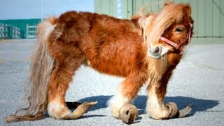 Hufe von Shetlandpony wachsen ins Unendliche - dann das Wunder!