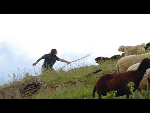 Κωσταγιωργος μονομαχία με τσοπανόσκυλα στα Αγραφά