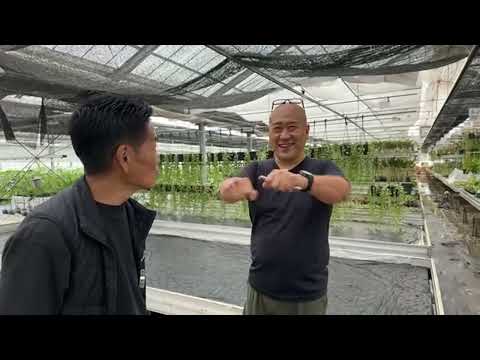 園芸 ギリシャ バレリアン、サーモン ジェイコブズ ラダー、ロイヤル ヤコブズ ラダー、ロイヤル ポレモニウム、ラージ ポレモン