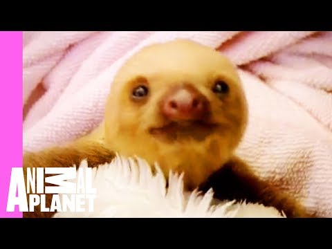 Adorable Video from a Baby Sloth Orphanage