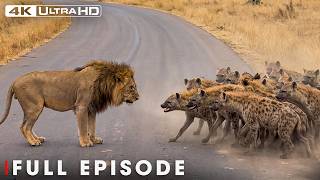 Ultimate Arena: Where Only the Strong Survive (Full Episode) | Nature Animal Documentary