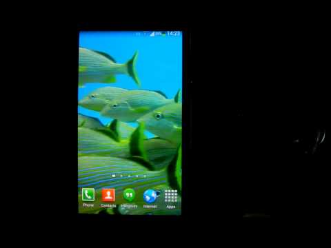 Tropical Fish Underwater Live2 Video