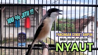 Download lagu cendet gacor MATERI MEWAH buat PANCINGAN CENDET AGAR BUNYI bikin BURUNG PENTET GACOR RAJIN BUNYI mp3 Download lagu cendet gacor MATERI MEWAH buat PANCINGAN CENDET AGAR BUNYI bikin BURUNG PENTET GACOR RAJIN BUNYI mp3