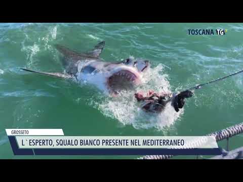 2023-07-08 GROSSETO - L'ESPERTO, SQUALO BIANCO PRESENTE NEL MEDITERRANEO