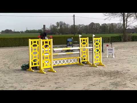 Untouched LB 7yo Goch