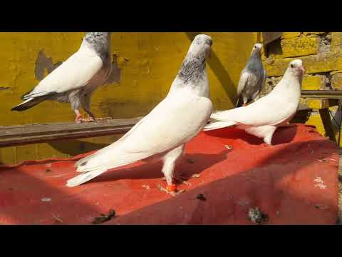 Chuway or farancy chiks 03009660576