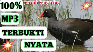 Download lagu 🔴SUARA PIKAT BURUNG MANDAR TERBUKTI AMPUH DAN JERNIH mp3 mp3