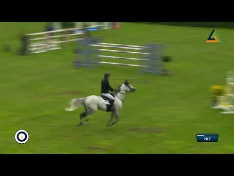 Comme Funky Z (Comme Il Faut x Vigo d’Arsouilles), colt, born 07-06-2022