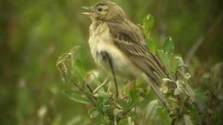 preview picture of video 'Blyth's Pipit 2'