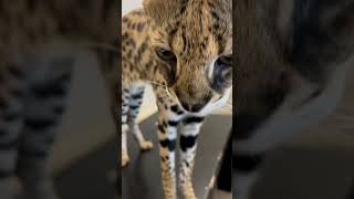 【おはようサーバルシリーズ③】