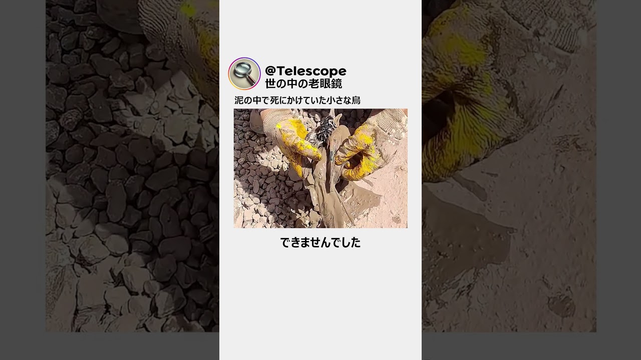 泥の中で死にかけていた小さな鳥
