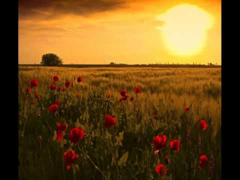 Barvinok - V kaljinovim lese