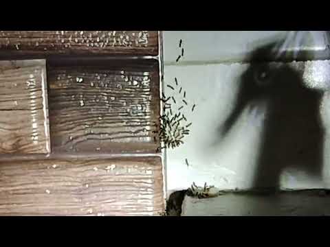 Odorous House Ants Going Crazy for Our Bait in Far Hills, NJ