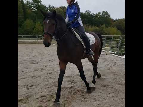 Oxygen MG (Impressive VDL x Crespo VDL) 3 year old first jump under saddle with Alliya Root.